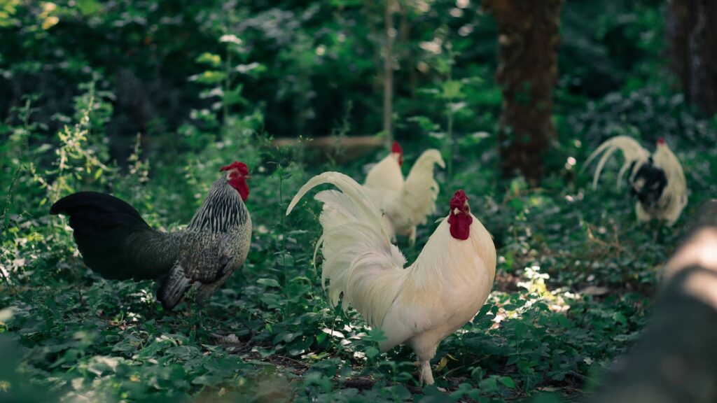 Roosters walking through a shaded green garden