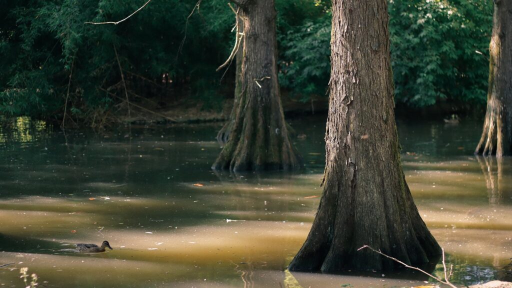 Duck swimming among cypress trees in a calm shaded pond with green reflections in Faenza park