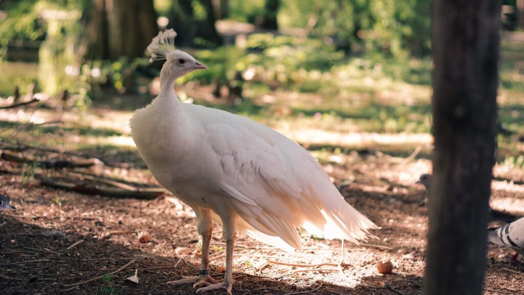 White peacock standing in a shaded park with soft sunlight and green woodland background in Faenza park