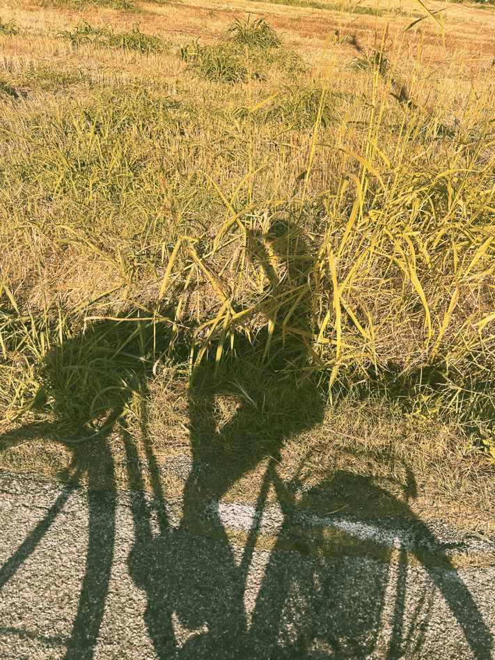 Cycling through Italian countryside at golden hour